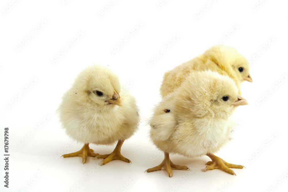 Fototapeta premium tree chicks