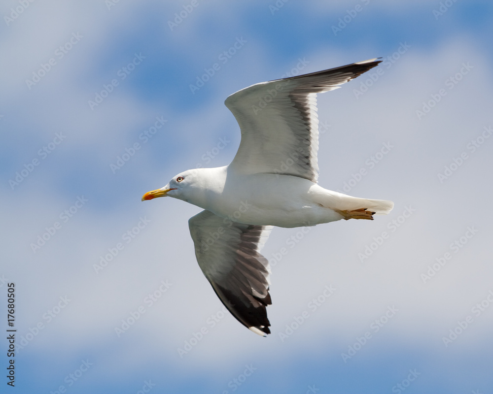 Flying seagull against sky wtih clouds Flying seagull against sky wtih clouds