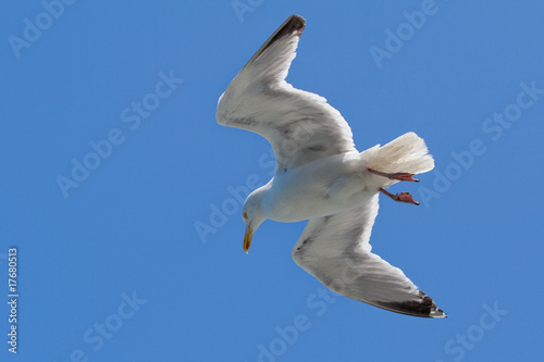 Flying seagull and clear blue sky