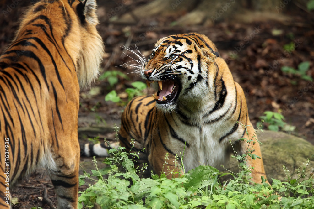 Fototapeta premium Domestic Disturbance