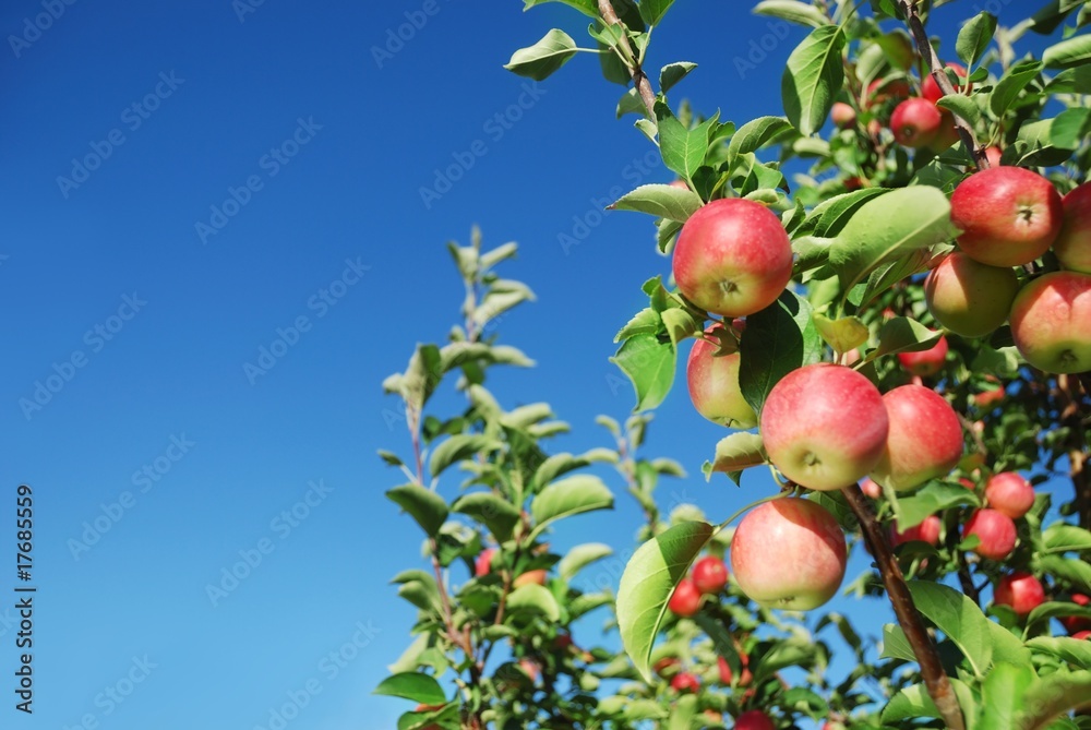 Obraz premium Ripe red apples on branch