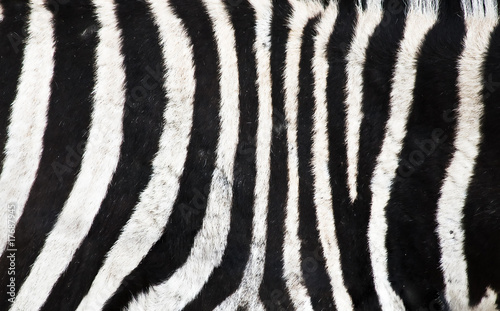 Natural Zebra background