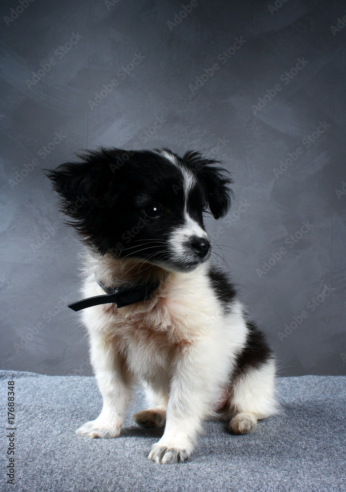 small dog puppy. Color is black with white.