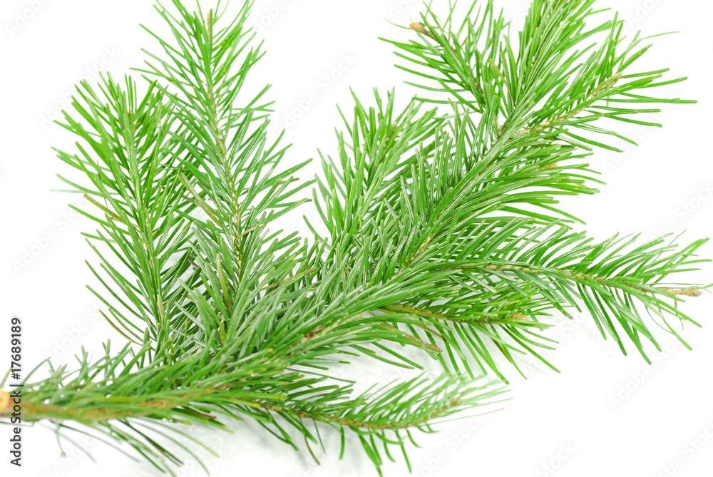 Fototapeta premium Christmas Pine branch isolated on white background