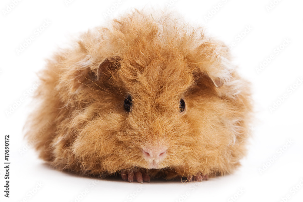 Cavy isolated on white background