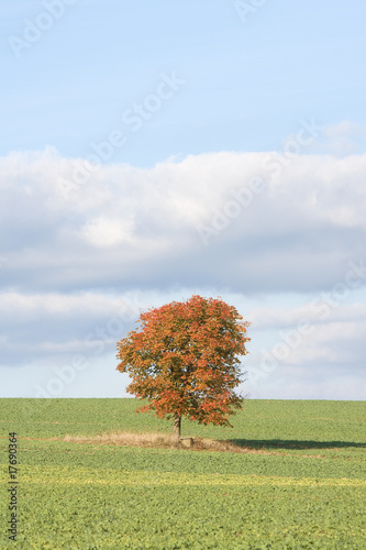 single tree in a green field in fall - blue sky, clouds