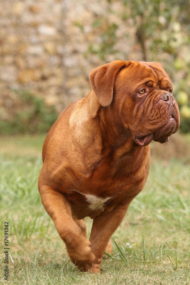 dogue de Bordeaux balourd,surveillant son jardin dogue de Bordeaux balourd,surveillant son jardin