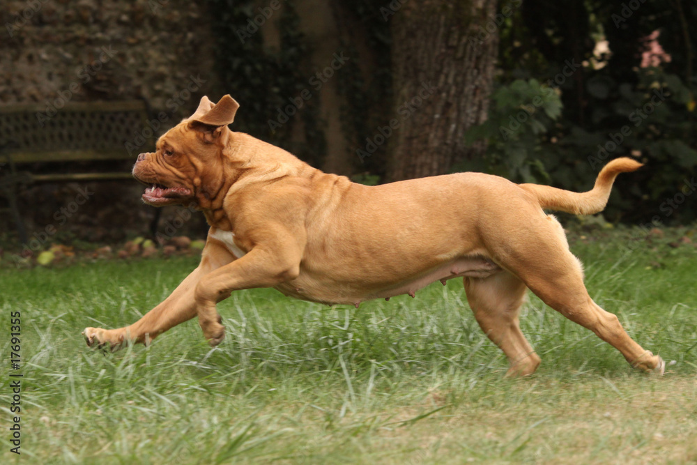 dogue de Bordeaux en course de profil