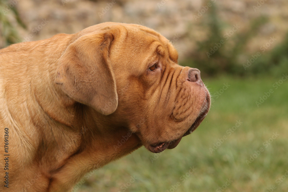 portrait de dogue de Bordeaux de profil