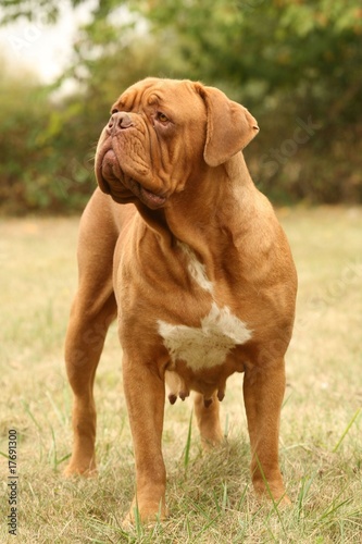 chien de garde dogue de Bordeaux debout tête tournée © CALLALLOO CANDCY