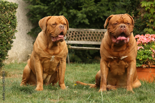 deux dogues de Bordeaux assis ensemble dans le jardin