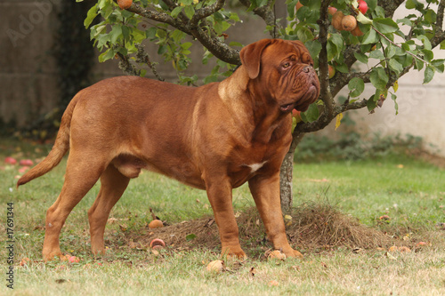 dogue de Bordeaux debout    l ombre sous un pommier