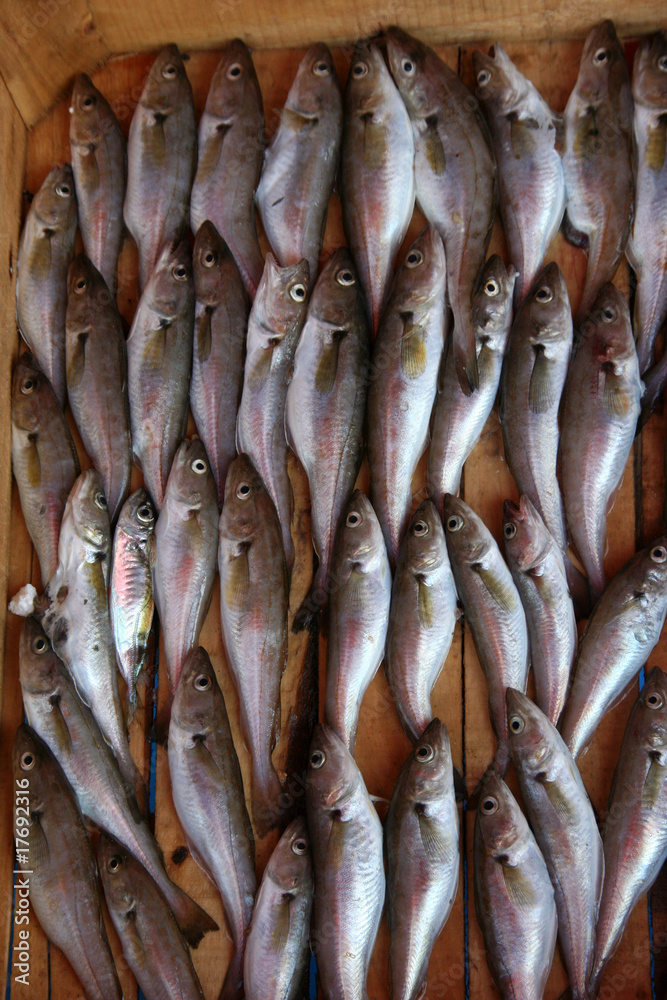 Obraz premium Fischverkauf - Istanbul