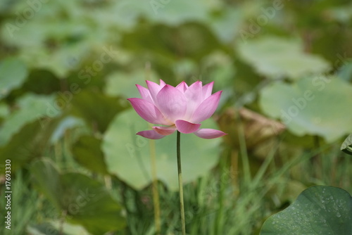 Pink Lotus