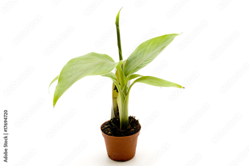 Bananen Pflanze Bananen Pflanze