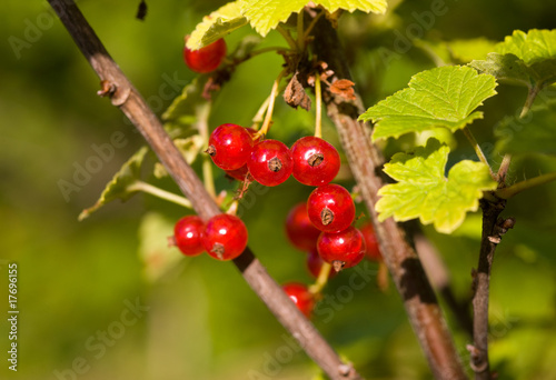 Ripe red currant