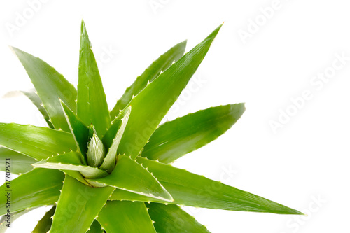 Aloe vera photo