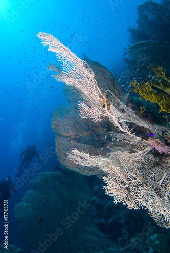 Giant sea fan (Annella mollis)