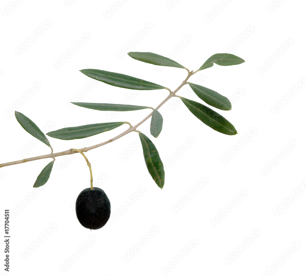 olive branch with fruits isolated on white background olive branch with fruits isolated on white background