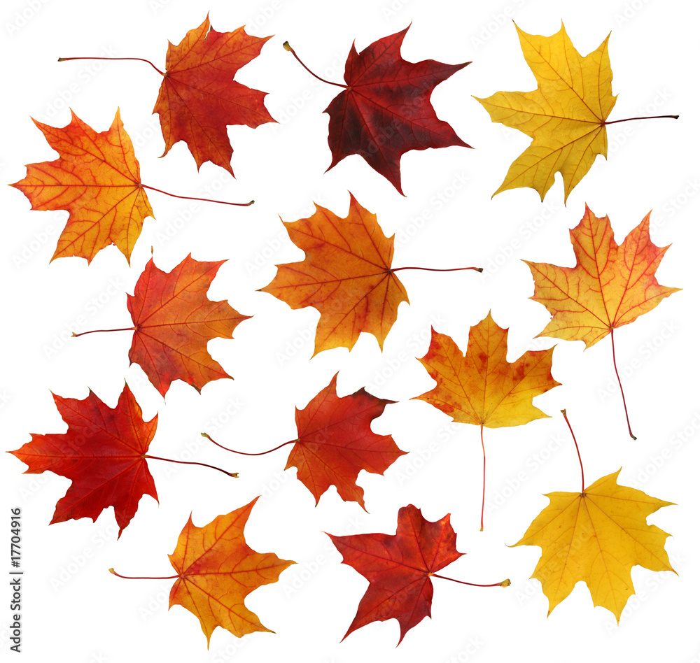 Obraz premium Maple leafs