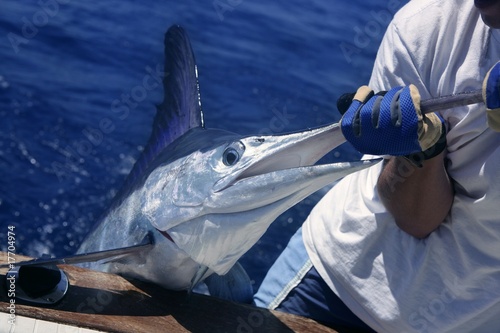 Billfish white Marlin catch and release on boat