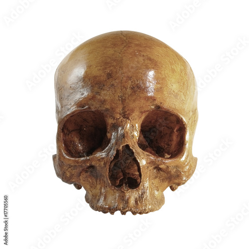 A front picture of an incomplete skull