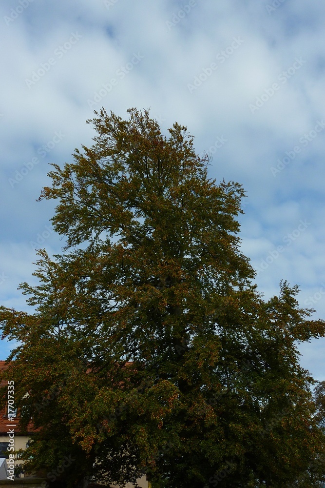 Fototapeta premium Baum im Herbst