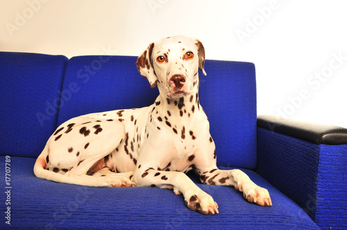 Hund auf Sofa photo