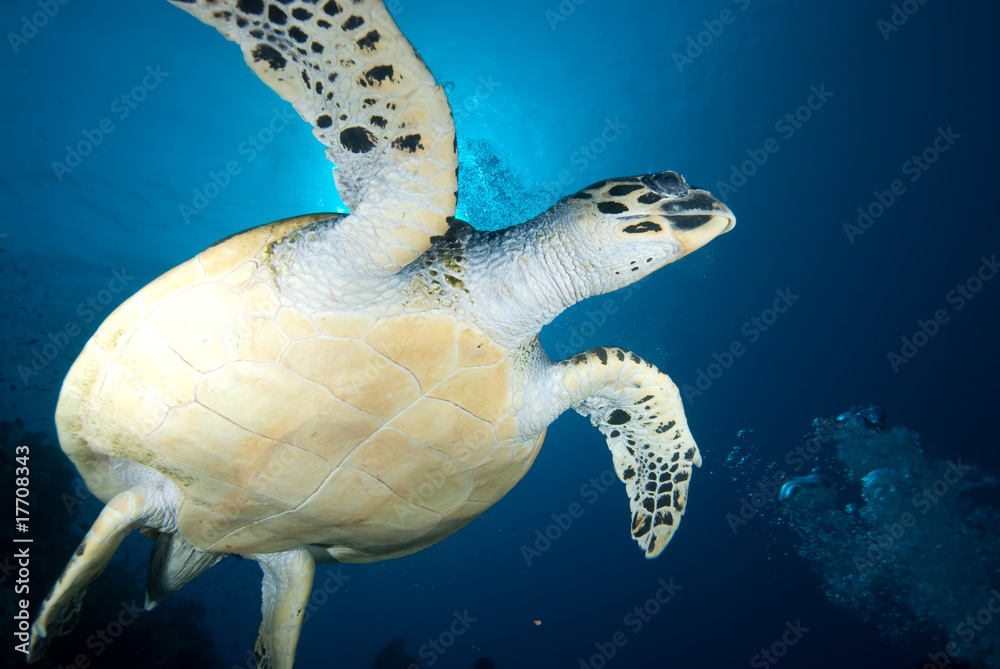 Obraz premium Hawksbill turtle (eretmochelys imbricata)