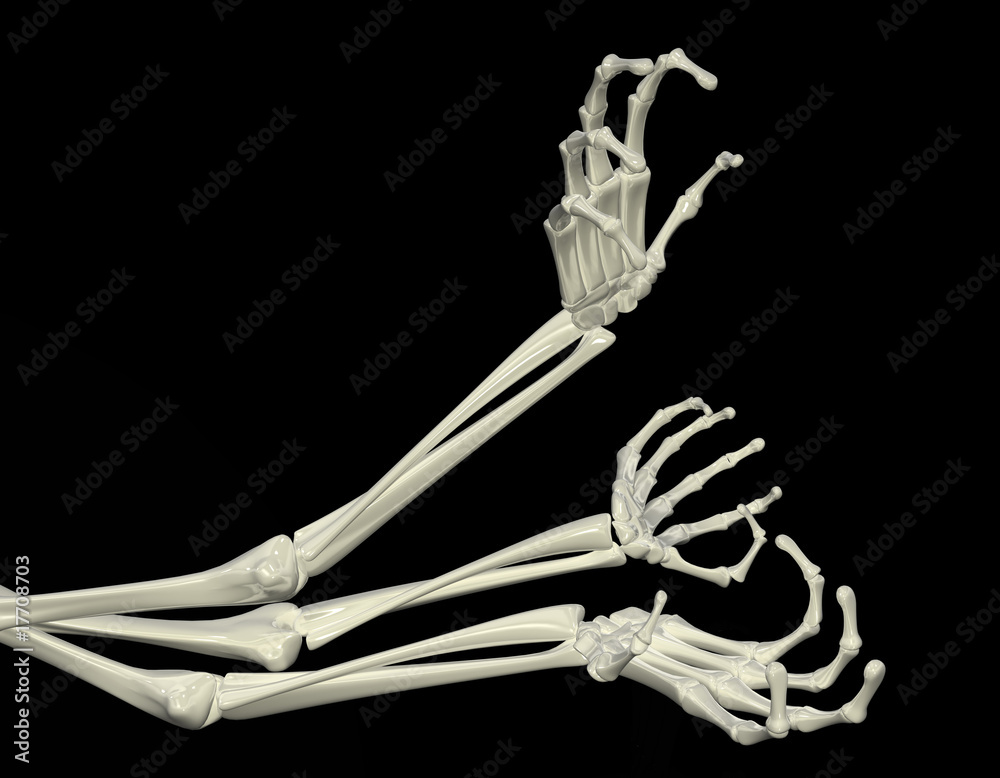 Fototapeta premium Skeletal Arms