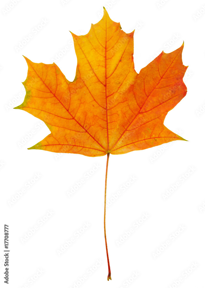Autumn leaf with clipping path Autumn leaf with clipping path