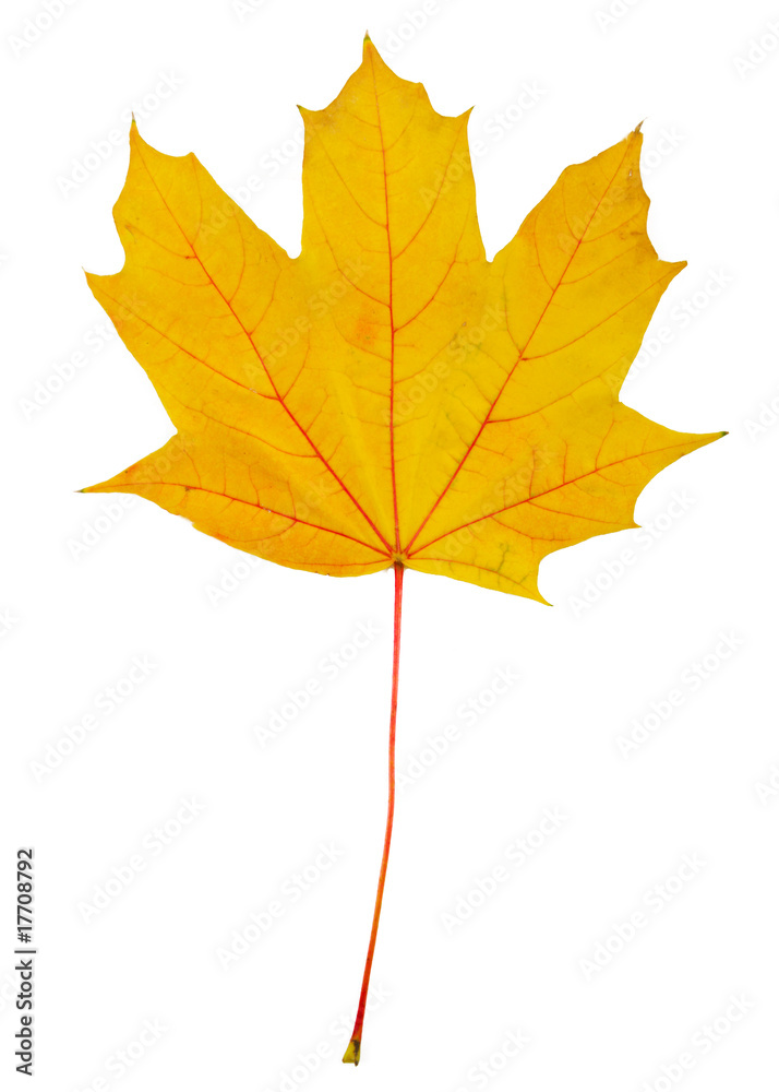 Autumn leaf with clipping path
