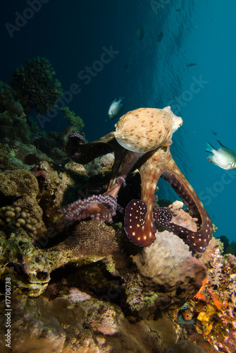 Reef octopus (Octopus cyaneus)