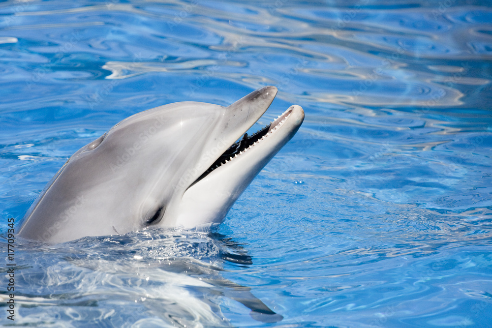Fototapeta premium dauphins