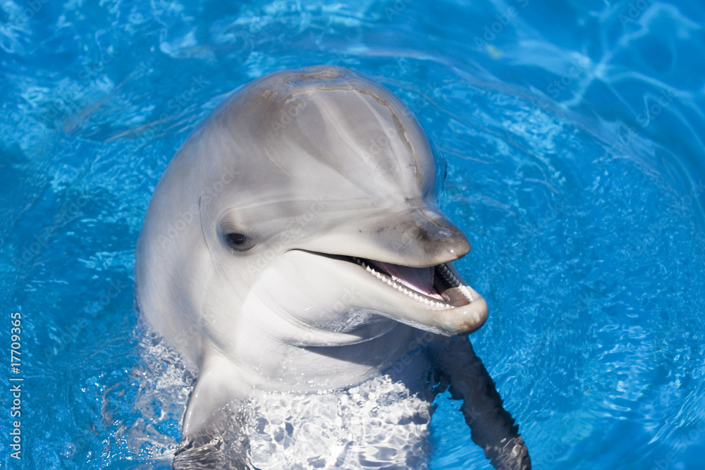 Fototapeta premium dauphins