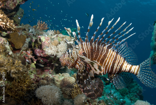An adult Common lionfish (Pterois miles) side view