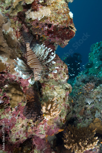 An adult Common lionfish  Pterois miles  blending into the reef