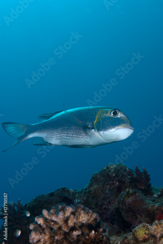 A side view of a Bigeye emperor (Monotaxis grandoculis)