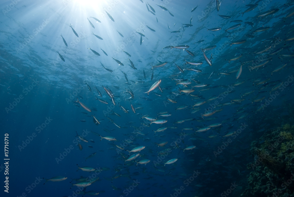 A school of  Red Sea fusilier on a blue background with sunrays