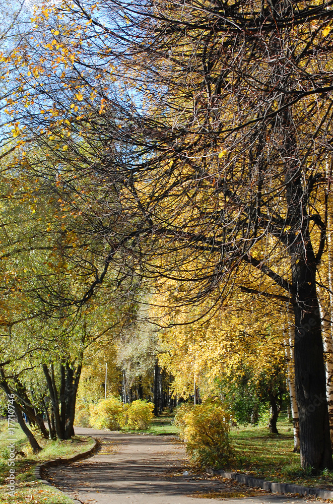 Colourful autumn park in solar weather