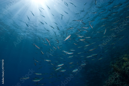 A school of Red Sea fusilier on a blue background with sunrays