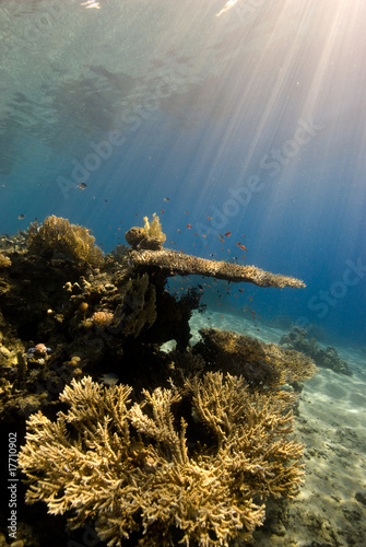 A natural light shot of a Coral Reef with sunrays