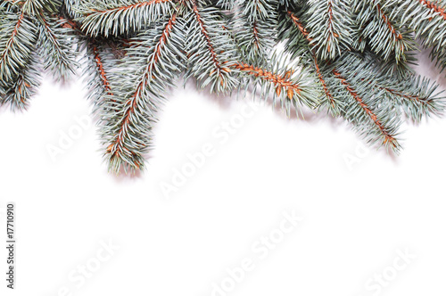 Closeup of fir tree branch isolated on white