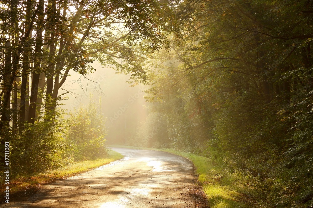 Naklejka premium Rising sun falls into the misty forest in the colors of autumn