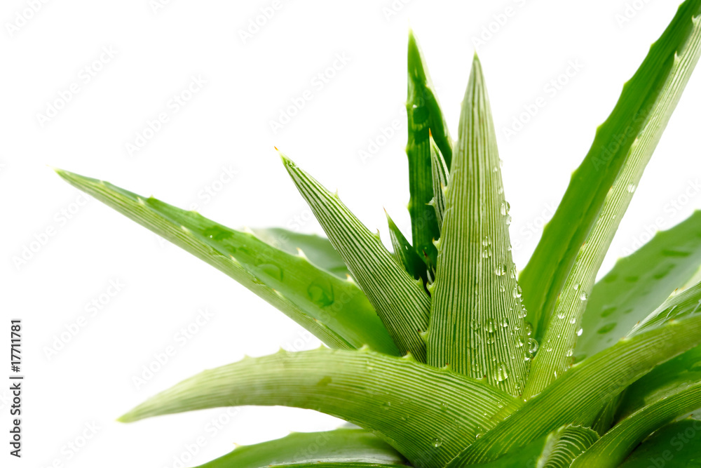 Aloe vera Aloe vera