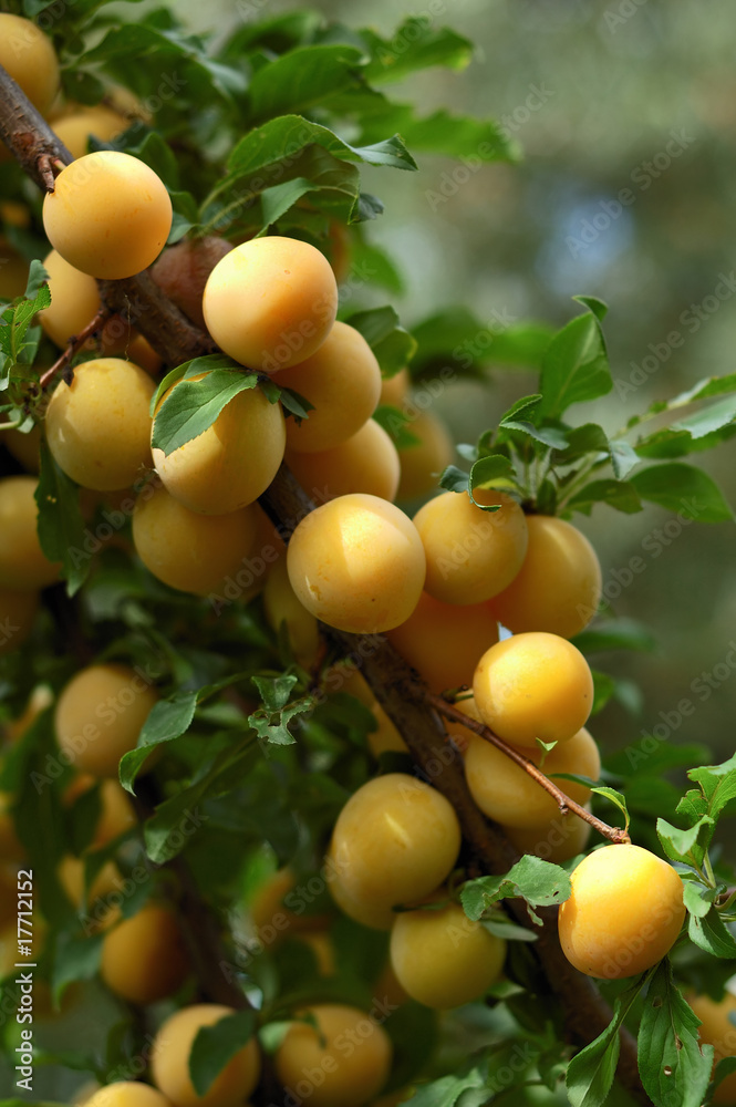 Ripe fruits on a branch