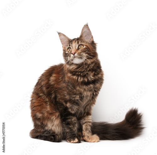 Fototapeta Naklejka Na Ścianę i Meble -  Maine-coon cat