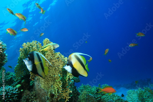 Pair of Red Sea Bannerfish on a coral reef