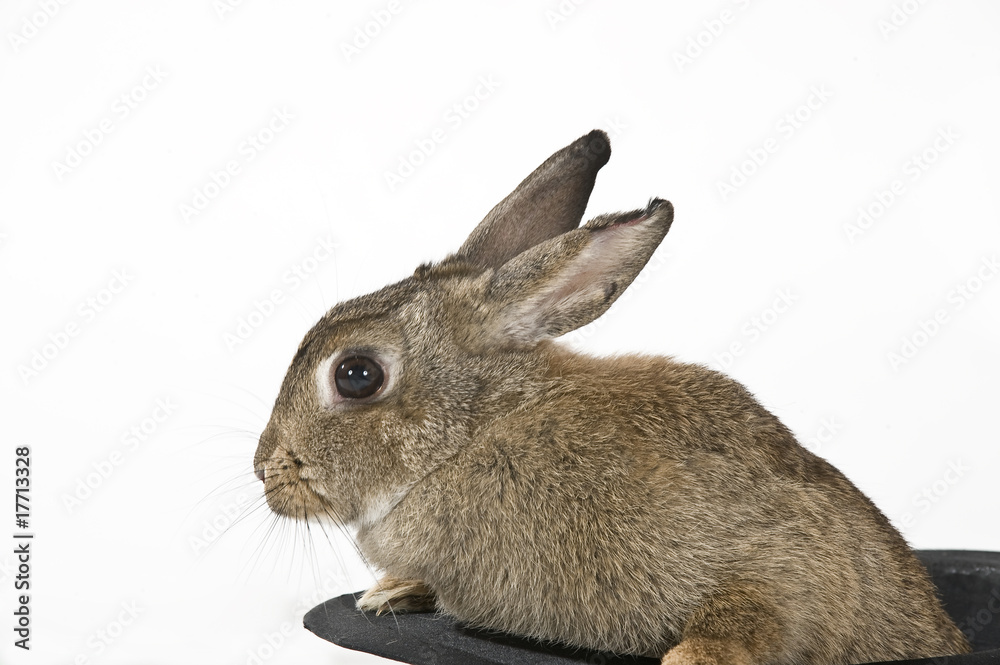 Obraz premium Hase im Hut