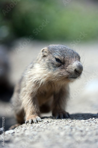baby marmot close-up